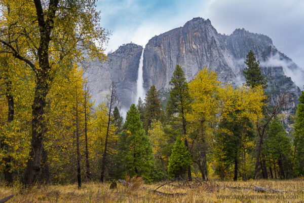 Yosemite Falls with big yellow tree