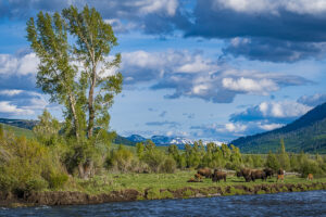 Yellowstone Bison on the River