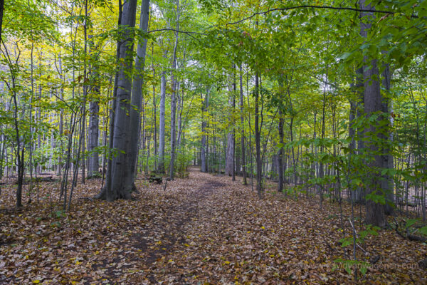 Sacred Grove Path